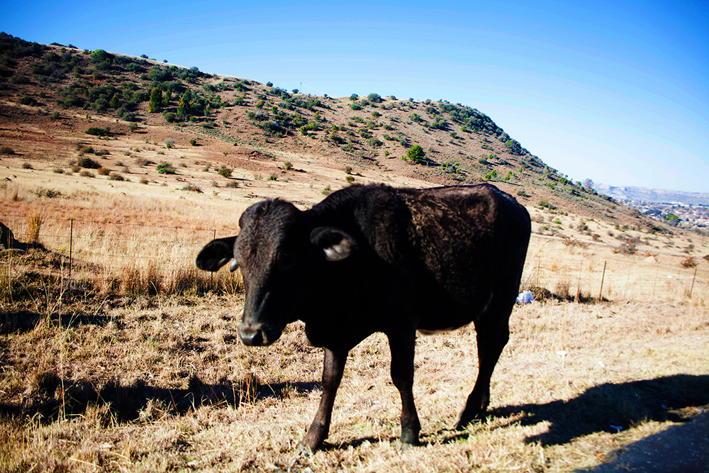 Lesotho Cow