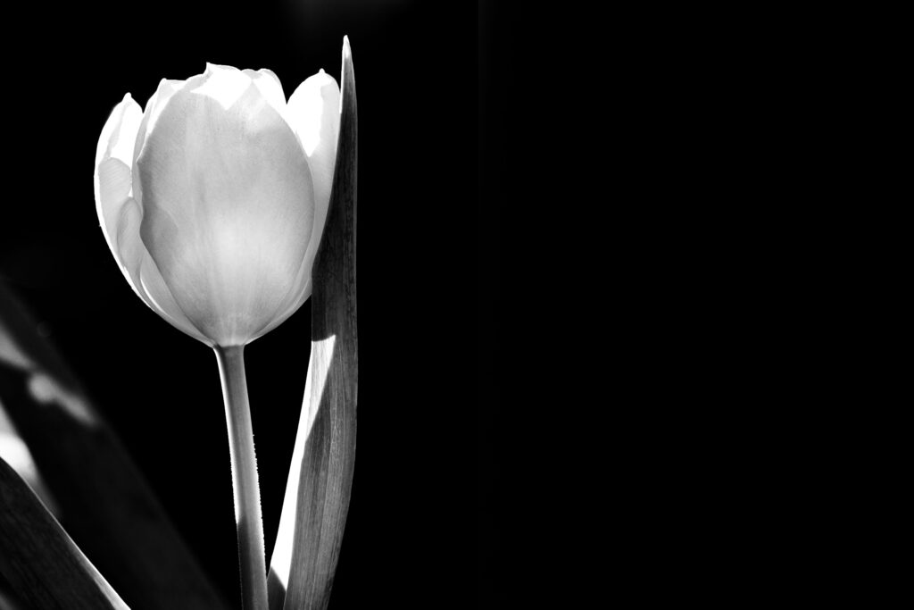 Grimaud White flower