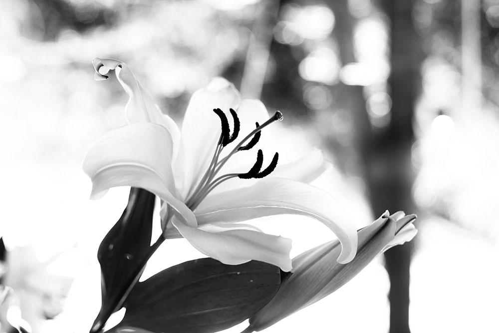 White Spring Flower