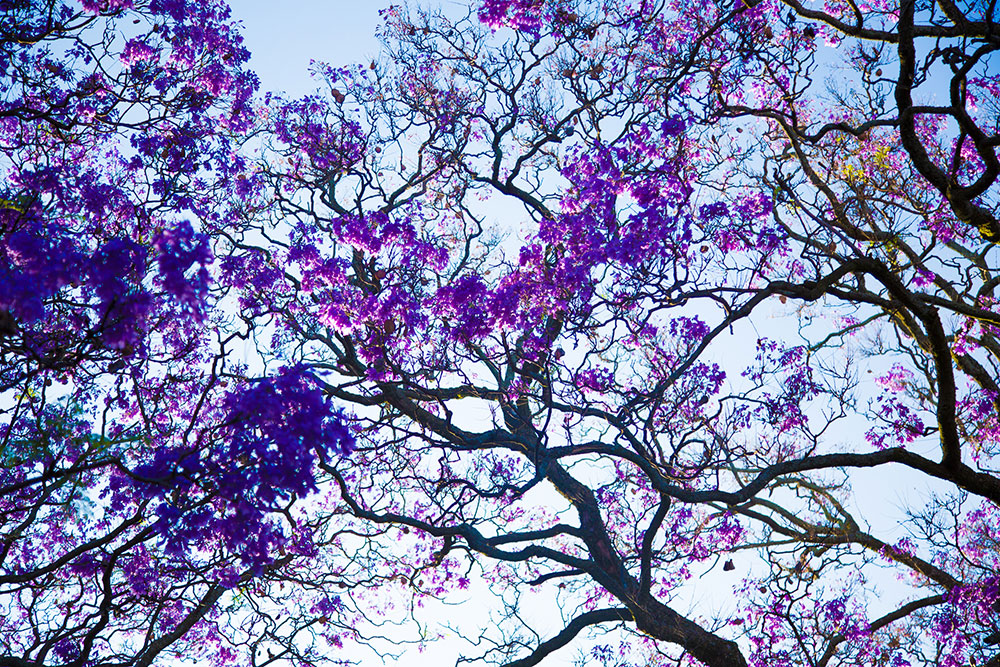 The Pretoria trees bloom purple in all their glory.