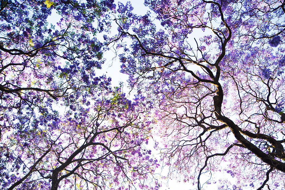 Jacaranda Purple blue sky