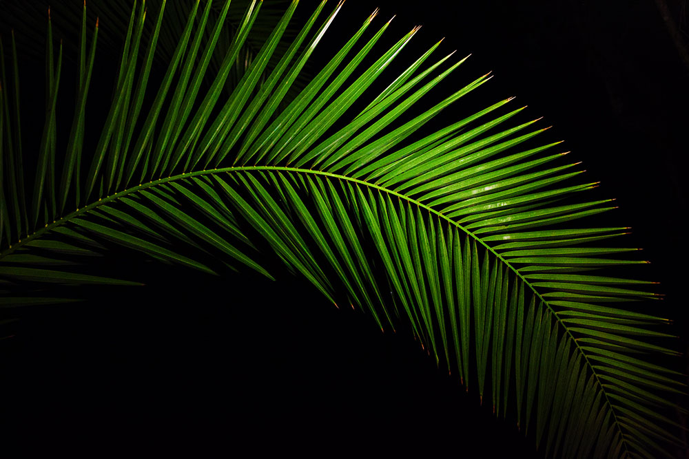 Palm leaves glow on the Gauteng summer nights.
